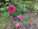 Madame Driout rose photo