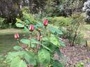 Madame Driout rose photo