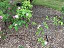Madame Joseph Schwartz rose photo