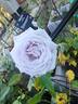 Silver Shadows rose photo