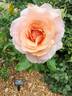 Mother of Pearl ™ rose photo