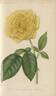 Triomphe de Rennes rose photo