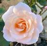 Pearl Essence ™ rose photo