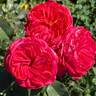 Midsummer rose photo