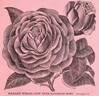 Madame Welche rose photo