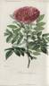 <i>Rosa rugosa flore pleno</i> rose photo