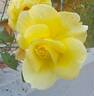 Nicolas Hulot ® rose photo