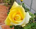 Nicolas Hulot ® rose photo