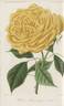 Maréchal Niel rose photo