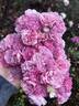 George Oliva rose photo