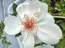 Jacqueline du Pré rose photo