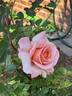 F-00-11 rose photo
