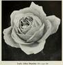 Lady Alice Stanley rose photo