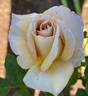 Stephen Rulo rose photo