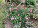 Maman Turbat rose photo