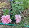 Queensland Beauty rose photo