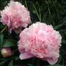 Princess Juliana peony photo