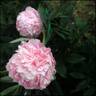 Princess Juliana peony photo