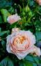 A Moment in Time rose photo