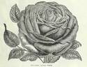 Mademoiselle Annie Wood rose photo