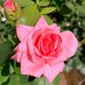Time After Time rose photo