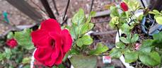 Zepeti rose photo