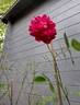 Roxy™ rose photo