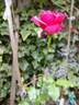 Dolce ® rose photo