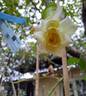Solero rose photo