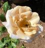 Stephen Rulo rose photo