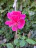 Dolce ® rose photo