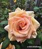 Marilyn Monroe ™ rose photo