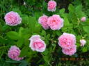 Madame Boll rose photo
