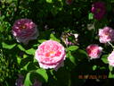 Madame Boll rose photo