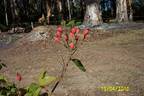 Narrow Water rose photo