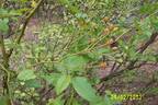 Narrow Water rose photo