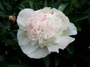 Alfred de Musset peony photo