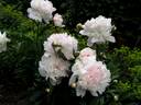 Alfred de Musset peony photo