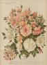 Anna-Maria de Montravel rose photo