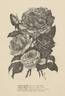 Madame Chauvry rose photo