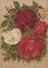 Coquette des Blanches rose photo
