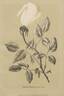 Niphetos rose photo