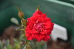 Beauty Secret rose photo