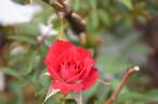 Beauty Secret rose photo