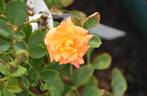 Orange Honey rose photo