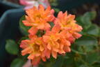 Orange Honey rose photo