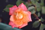 Carnival Glass rose photo