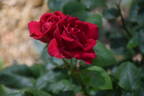 The Knight rose photo