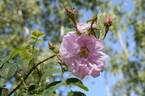 York and Lancaster rose photo
