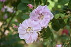 York and Lancaster rose photo